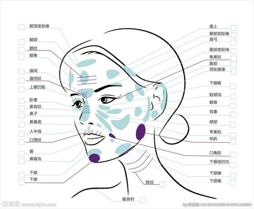 脸部各个部位名称1,额:眉毛至发际线的位置.