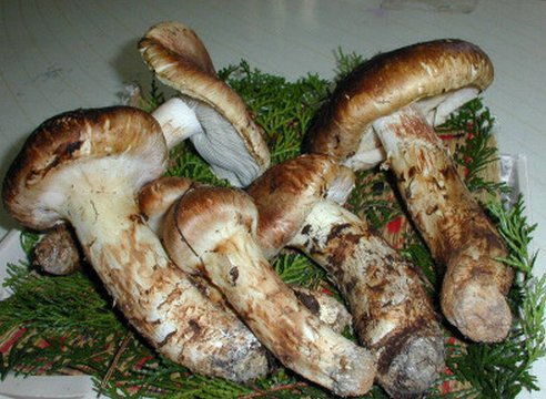 这个长得和松茸很像的蘑菇叫什么?应该怎么做好吃?