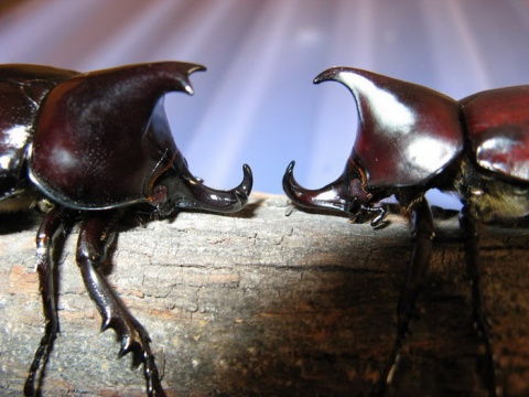 一种头上长犄角的昆虫是什么