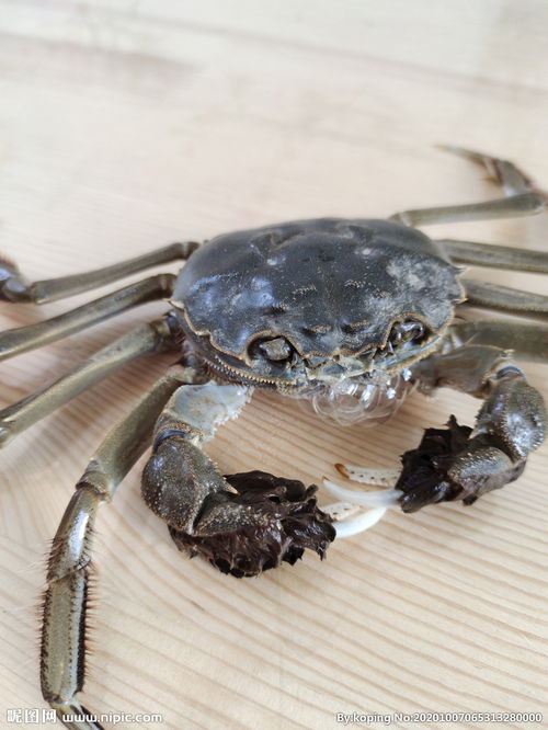 螃蟹吐泡泡是什么原因能吃么螃蟹吐泡泡是什么原因是投降吗