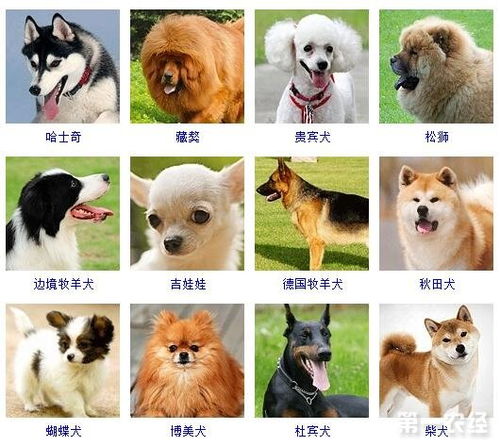 宠物狗排行榜 排名图片