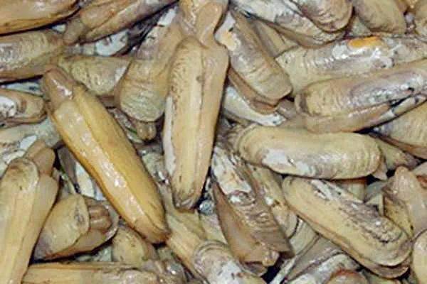 蛏子怎么吃里面要去掉什么蛏子怎么吃法