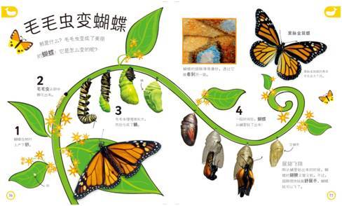 毛毛虫变成蝴蝶的过程图片毛毛虫变成蝴蝶的过程叫什么