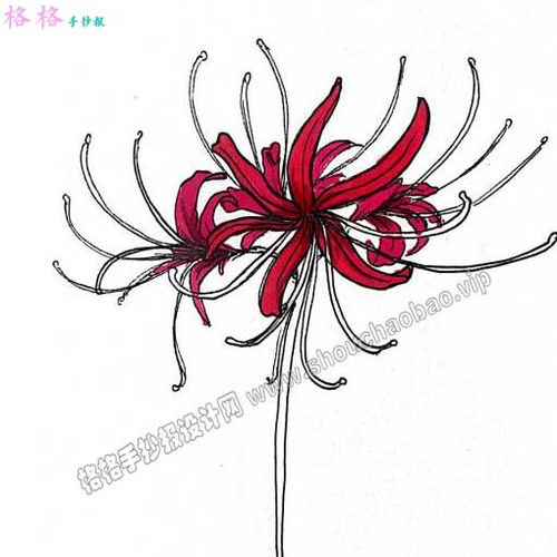 彼岸花怎么画古风彼岸花怎么画简单又漂亮
