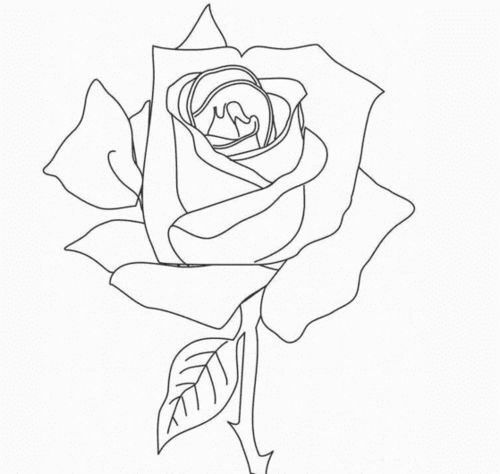 玫瑰花简易画法简单图片