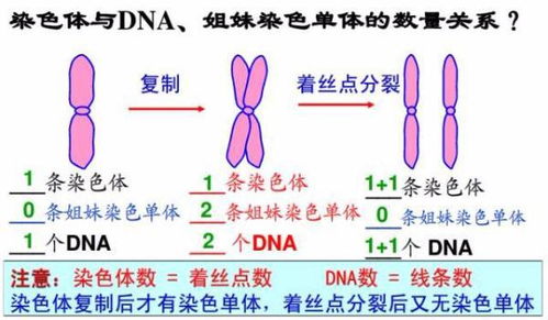 染色体概念图示图片