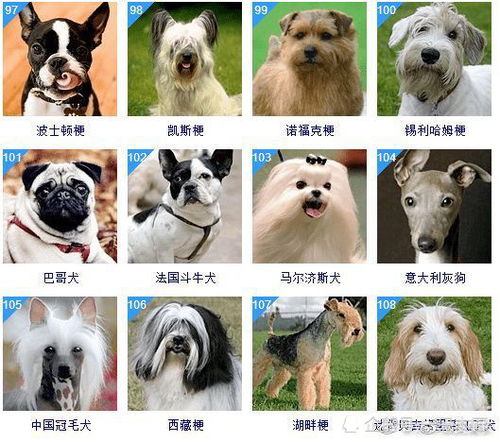 犬类品种大全图片小型图片