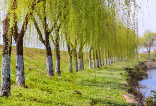 碧玉妆成一树高的一树是什么意思这一句碧玉妆成一树高的一树是什么