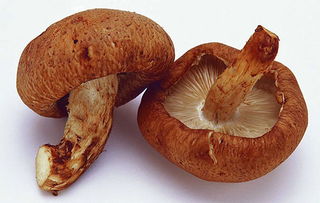 冬菇和香菇的区别图片冬菇和香菇的区别图解