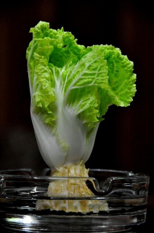 首先白菜的谐音是"摆财",这就赋予翡翠白菜摆件有着聚拢财富,发财的