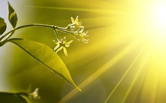 关于光的唯美句子励志关于光的唯美句子适合写进作文