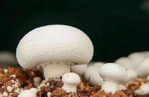 蘑菇种类大全及图片蘑菇种类图片与名称