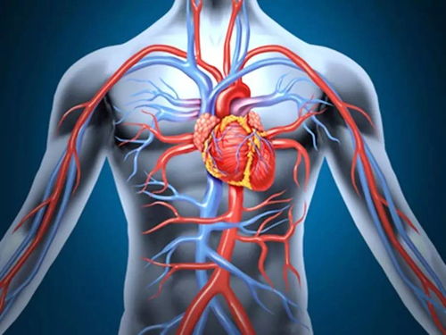 人体有多少血液cc人体有多少血有几斤