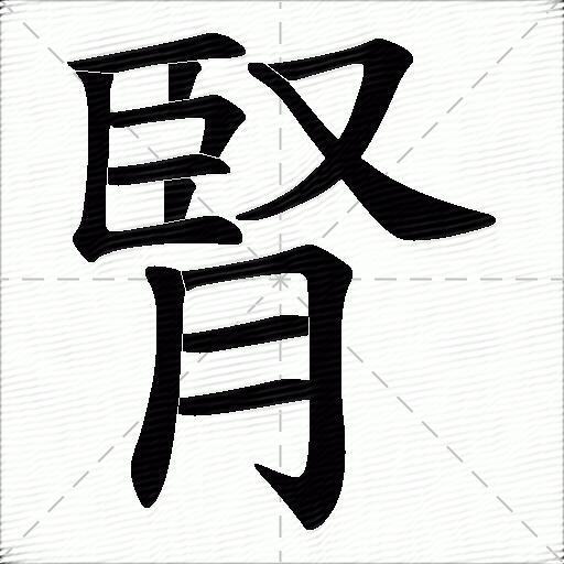 肾什么意思解释肾字笔画笔顺肾拼音组词