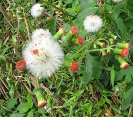 靠风传播种子的植物图片什么靠风传播种子的植物