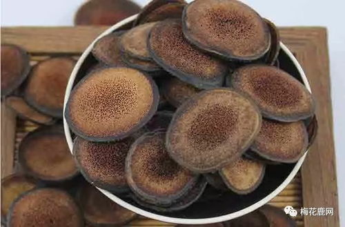 归阳参功效作用人参是否补肾壮阳的最佳方法