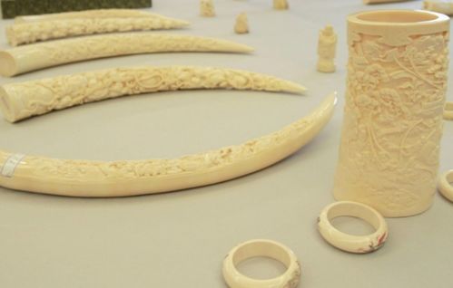 象牙和骨头怎么区别,象牙和牛骨怎样区别?