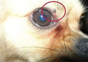 疣或皮脂腺囊肿是随着年龄增长,渐渐出现在狗狗皮肤上的良性团块,就像