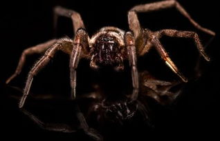 怎么清除屋里的蜘蛛