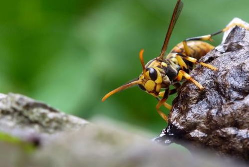 黄胡蜂怎么灭