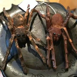 如何自制杀虫剂杀蜘蛛