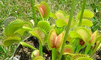 捕蝇草如何养殖