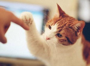 如何给猫咪按摩