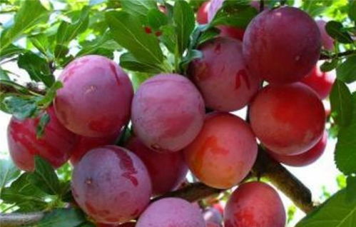 什么李子品种最好