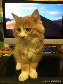 刚出生没多久的小奶猫怎么养