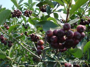 黑果花楸的食用方法