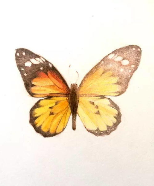 蝴蝶彩铅画 简单