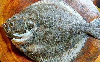 多宝鱼怎么处理内脏