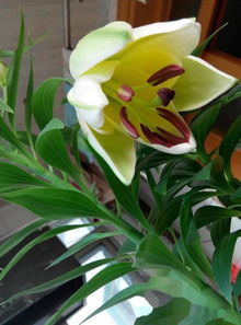 怎么让百合开花更多