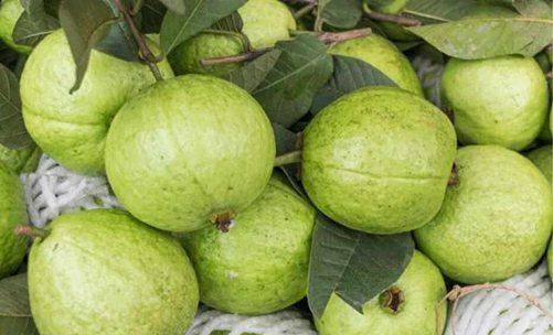 番石榴有什么营养价值