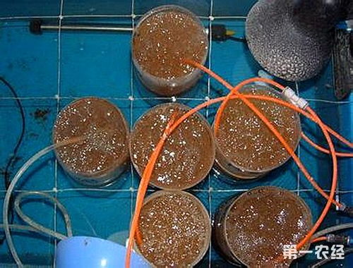 如何孵化丰年虾