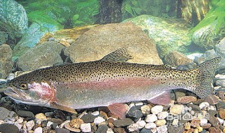 虹鳟鱼养殖技术要点虹鳟鱼生长环境