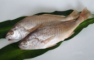 怎么区分黄花鱼和黄姑鱼,怎么分辨黄花鱼_竞价网