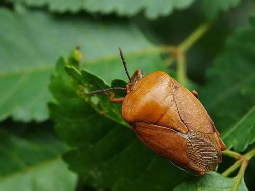 九香虫的功效与作用炒九香九香虫的功效与作用