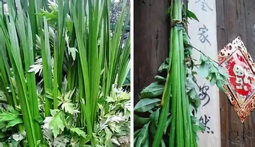 挂艾草与菖蒲的寓意挂艾草与菖蒲图片