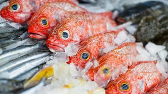 火锅店的鱼翅是什么鱼身上的