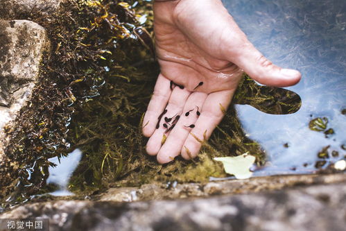 怎么来养蝌蚪 要喂什么东西 要放什么水