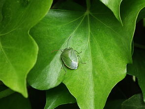 虫子飞进耳朵该怎么处理?