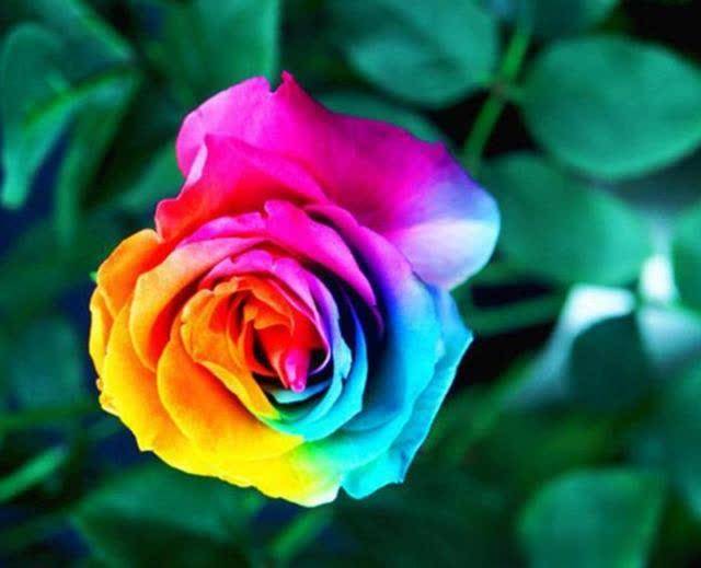 七彩玫瑰花花语