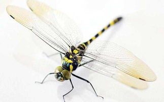 蜻蜓的拼音怎么拼写声调