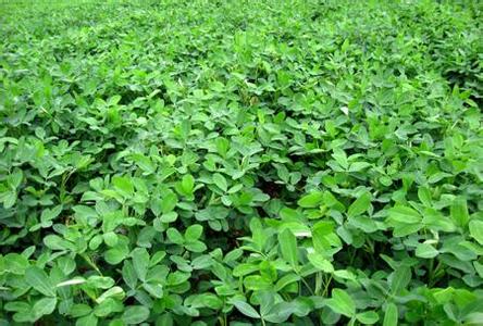 花生秧煮水喝治失眠-失眠之友