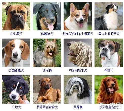 宠物狗的名字 霸气可爱