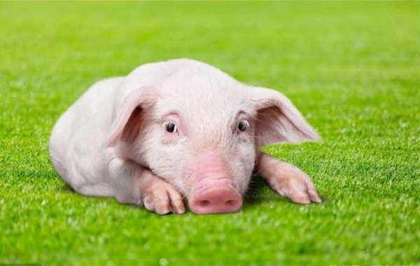 二人三足猜什么生肖动物