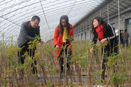 致富经一亩地赚60万种植