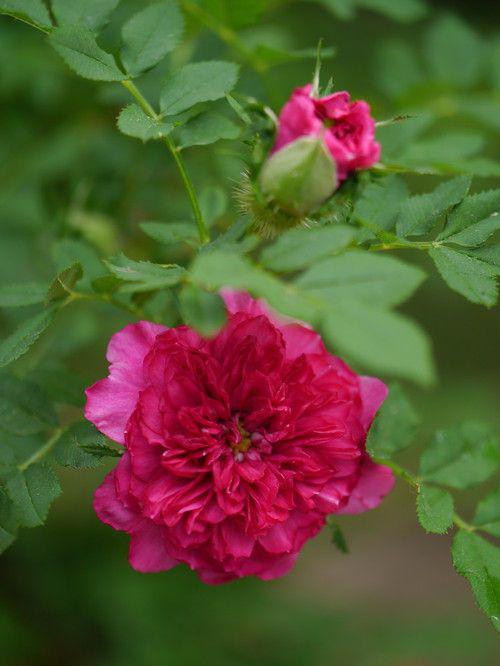 北清香藤3,桃叶珊瑚4,风铃草5,玉露6,蓝色妖姬7,雪滴花8,风信子9,彼岸