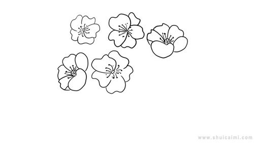 梨花的简笔画怎么画